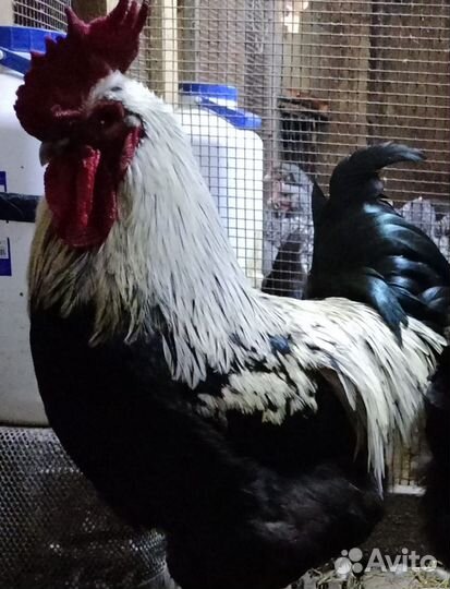 Петушки маран, мехеленская кукушка