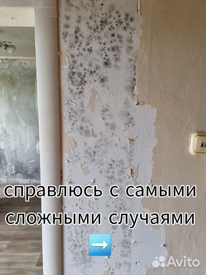 Удаление плесени и грибка / дезинфекция