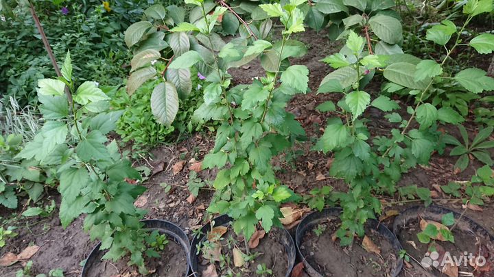 Гибискус, хоста