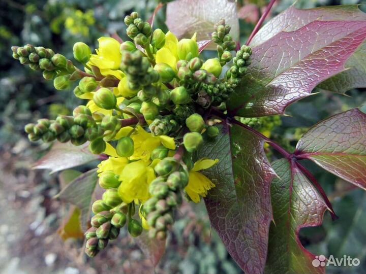 Магония падуболистная саженцы