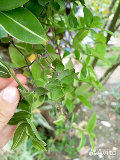 Традесканция