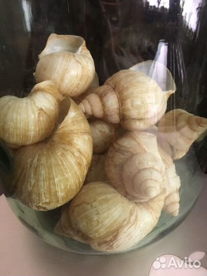 Декор раковины улиток