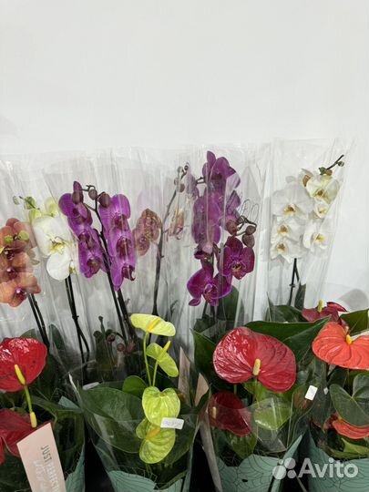 Комнатные растения.антуриум