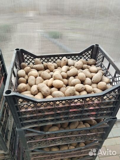 Картофель адретта на посадку