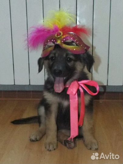 В добрые руки