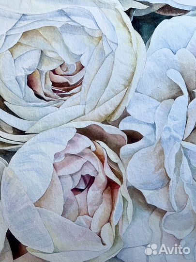 Пионы. Цветы. Акварель