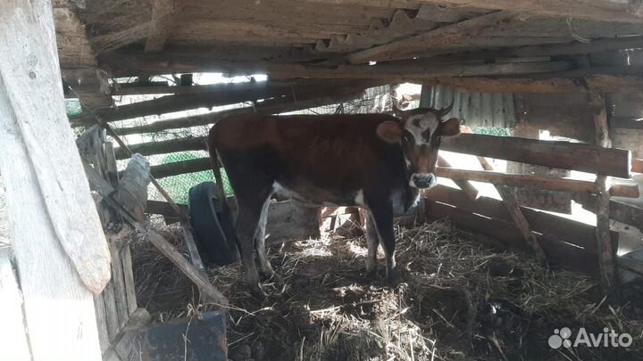 Продаю телку