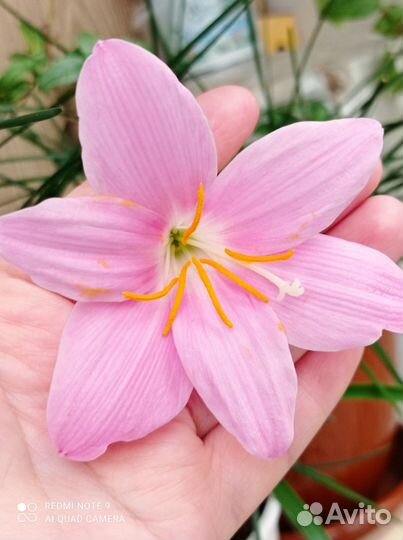 Зефирантес розовый