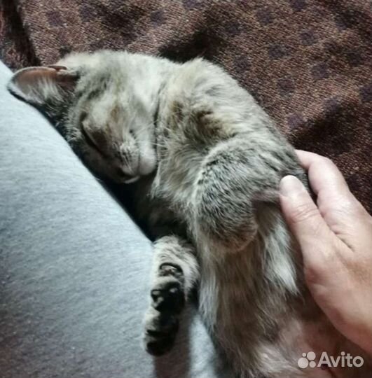 Самая ласковая Адель, стерильна