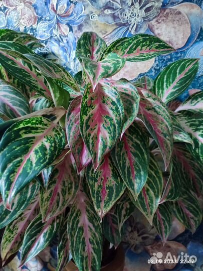 Аглаонема баттерфляй, пальма Хамедорея