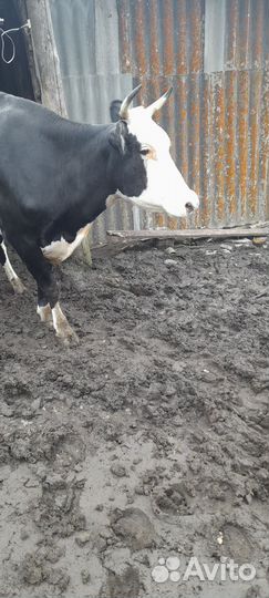 Продам корову