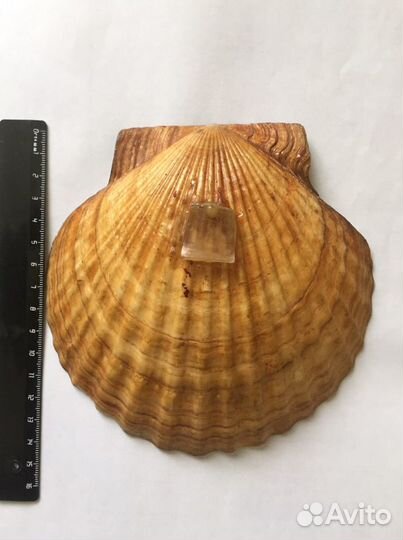 Ракушка 2 шт