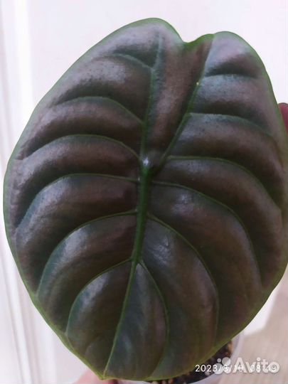 Алоказия медная