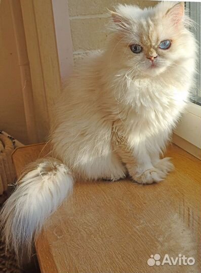 Британская длинношерстная кошка