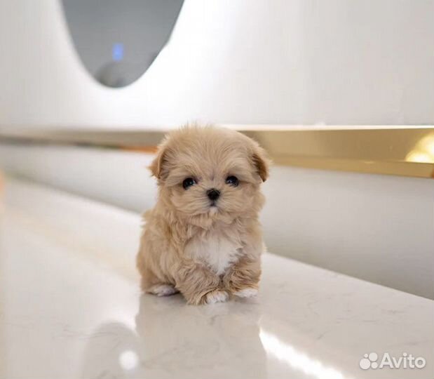 Премиум Мальтипу f1 micro эксклюзив