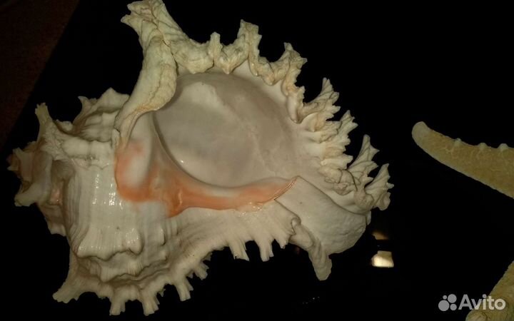 Морская звезда и ракушка