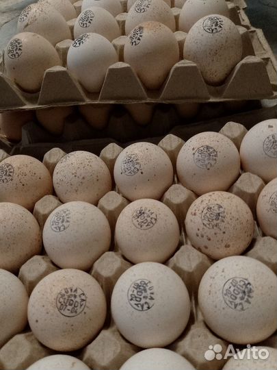 Индюшата Хайбрид Конвектор Канада