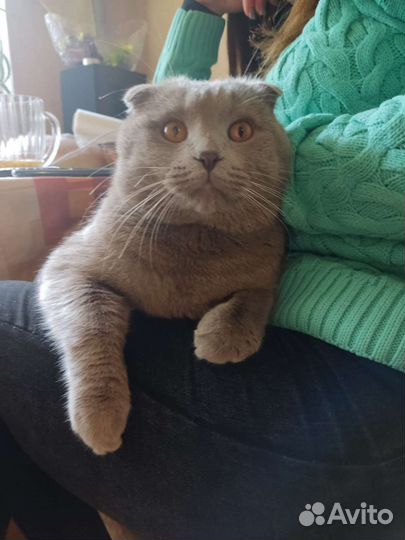 Британский вислоухий кот вязка