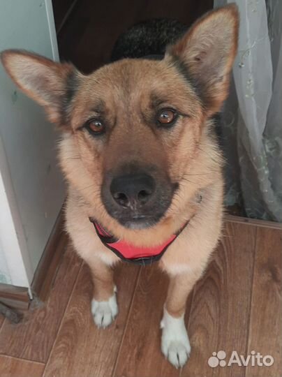 Собака в добрые руки