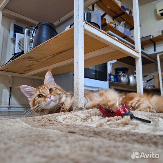 Мейн-кун вязка