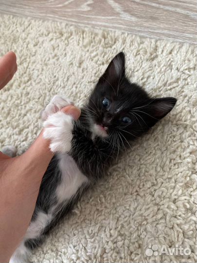 Черный котенок бесплатно