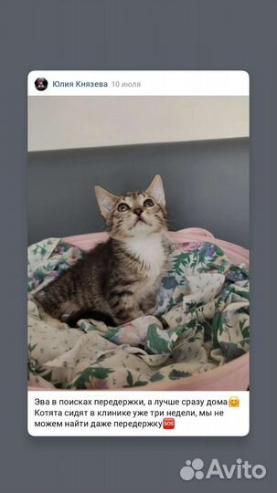 Кошка в дар бесплатно