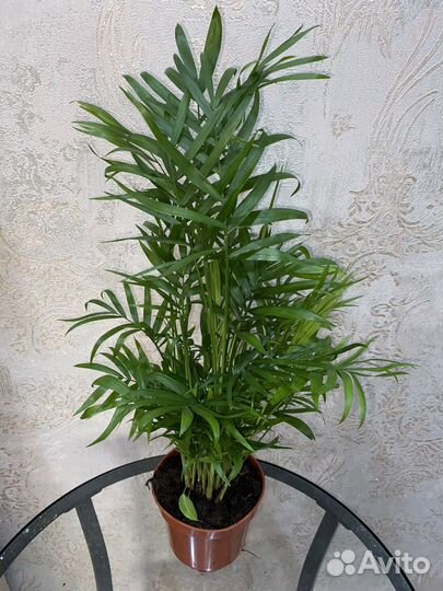 Декоративно -лиственные