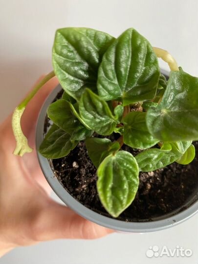 Комнатные растения цветы Пеперомия Лилиан