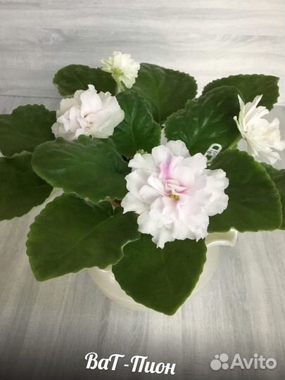 Фиалки сортовые