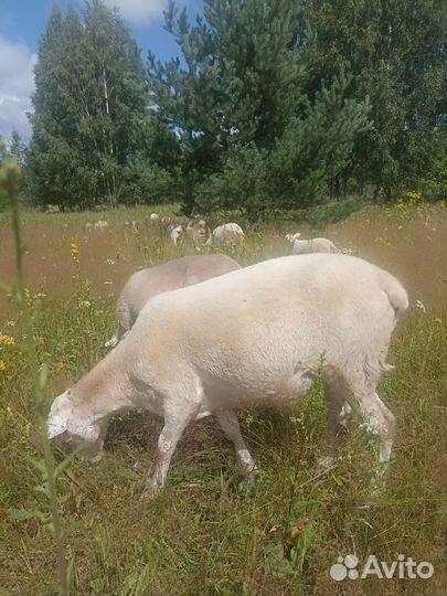 Катумские овцы и ярки