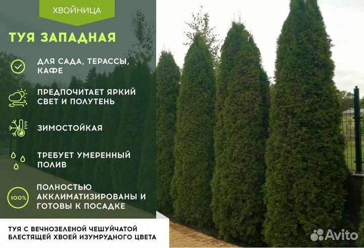 Туя Смарагд 1,8-2 м,Брабант,Колумна