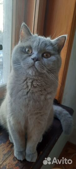 Котик, британец с шотландцем