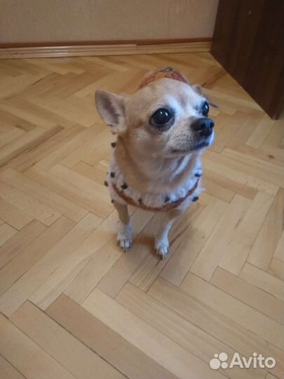 Королевская мантия для чихуахуа