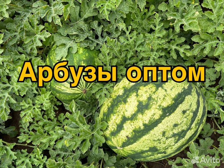 Арбуз Оптом