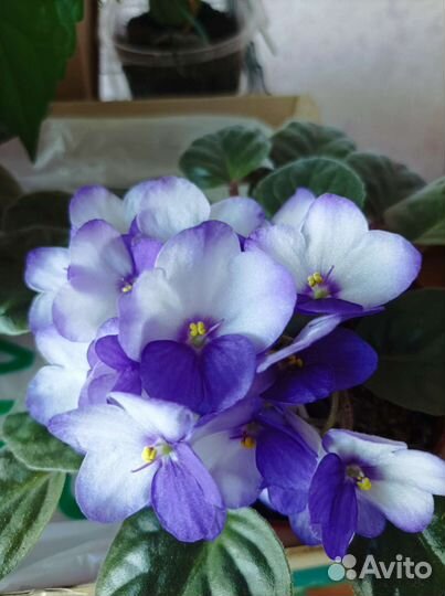 Фиалки сенполии