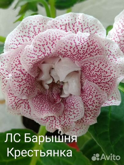 Глоксинии укорененные листья