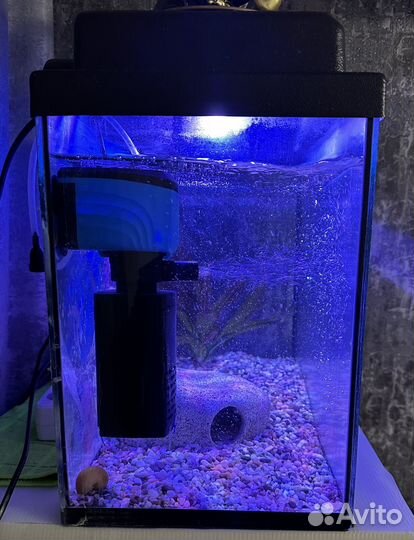 Аксолотль с аквариумом