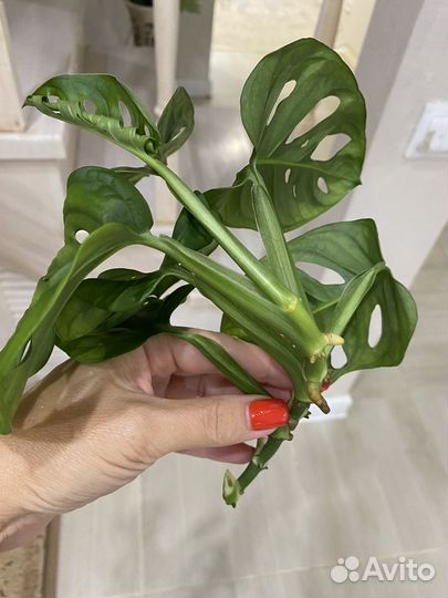 Монстера манки