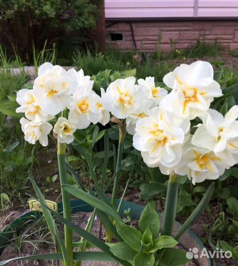 Сортовые нарциссы
