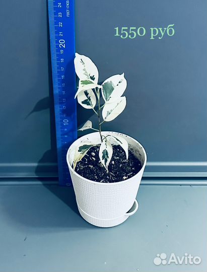 Фикус Де Гантель