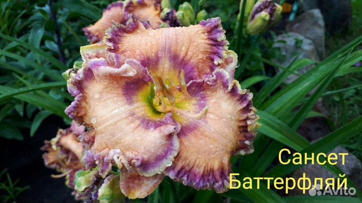 Лилейники Коллекционные