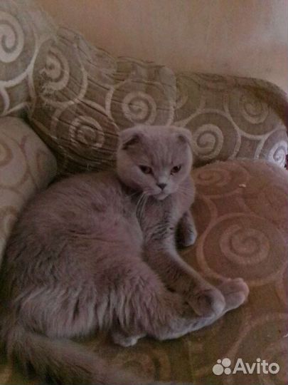 Британская