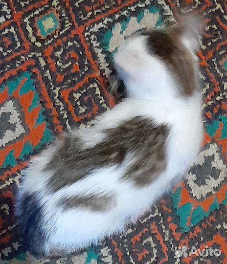 Кошечка крысыловная