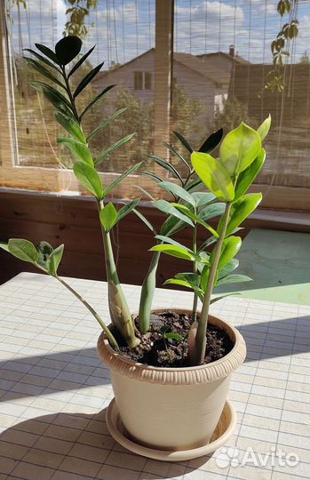 Замиокулькас