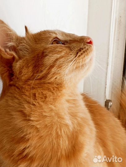 Рыжий котик