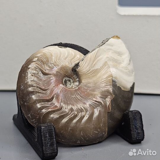 Аммонит Aconeceras с прижизненным повреждением