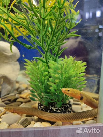 Аквариумные рыбки