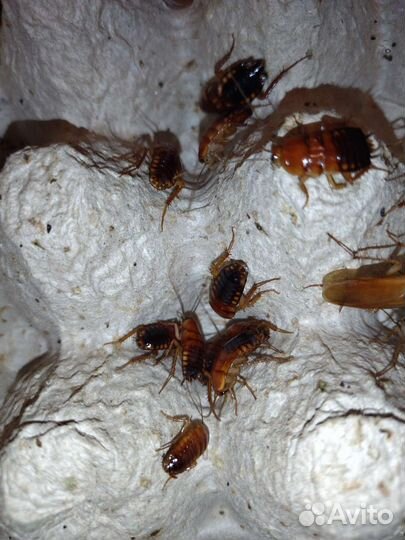 Таракан Туркменский для птиц, агам эублефаров и тд