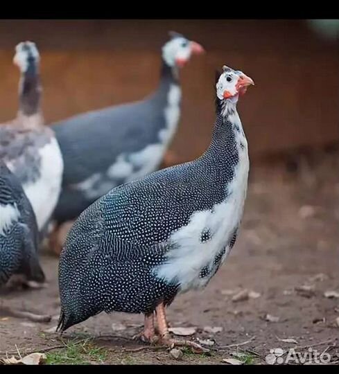 Цесарки. Семьи