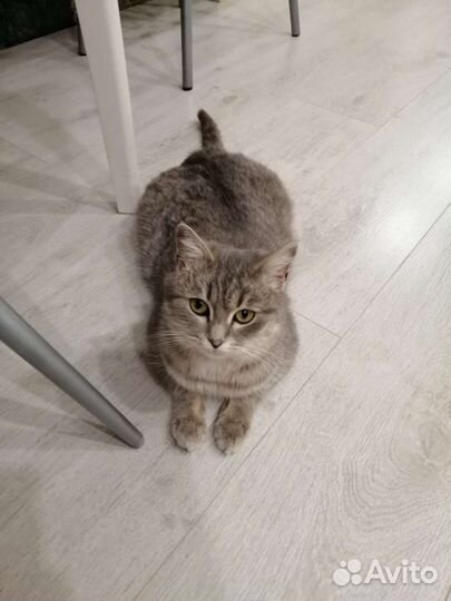 Кошка бесплатно